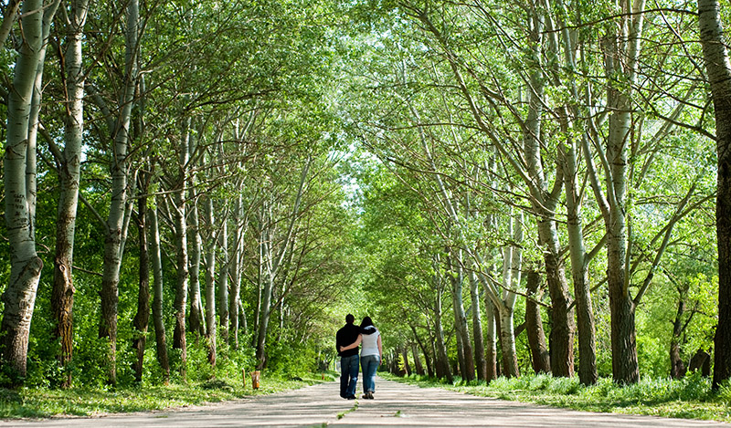 Out For A Walk In The Woods